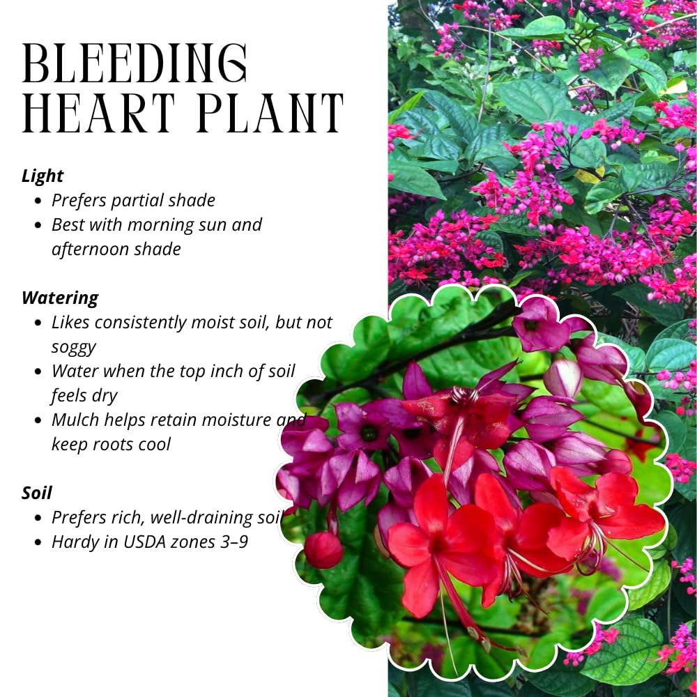 2 Red Bleeding Heart Plants Live, Clerodendrum Perennial Shade Flower Plants, 4-6 Inch Tall Well-Rooted