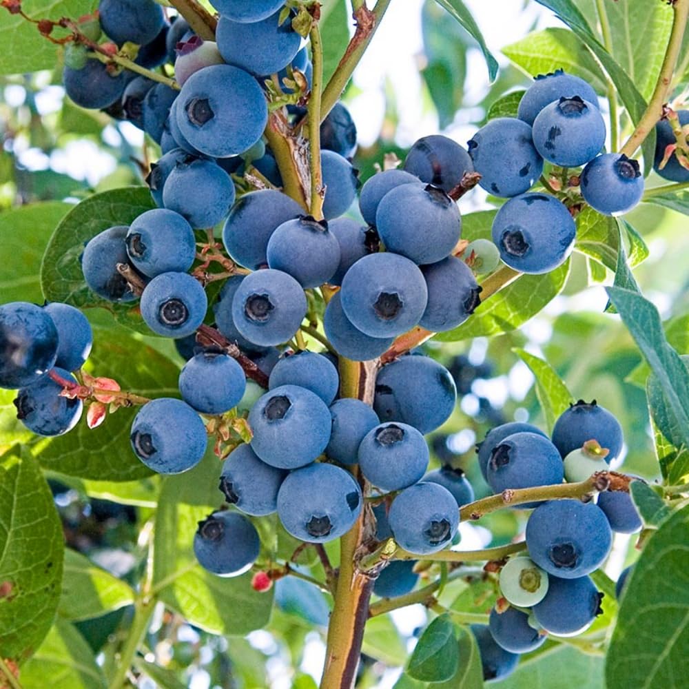 2 Blueberry Plants Live for Planting, 4-8 Inch Tall Well-Rooted, Hardy Blueberry Bush for Garden or Patio, High Yield (Sweet Blueberry)