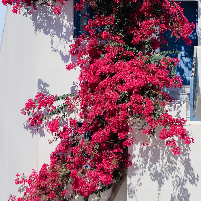 Set 2 Magenta Red Bougainvillea Plants, 5-8" Tropical Bougainvillea Plant Starter, Colorful Perennial Blooms, Live Well Rooted Plant