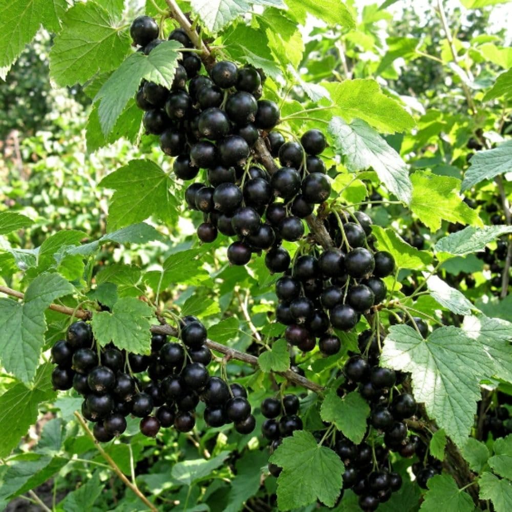 Hardy Black Currant Plant Live Bare Root 6-12 Inches Tall