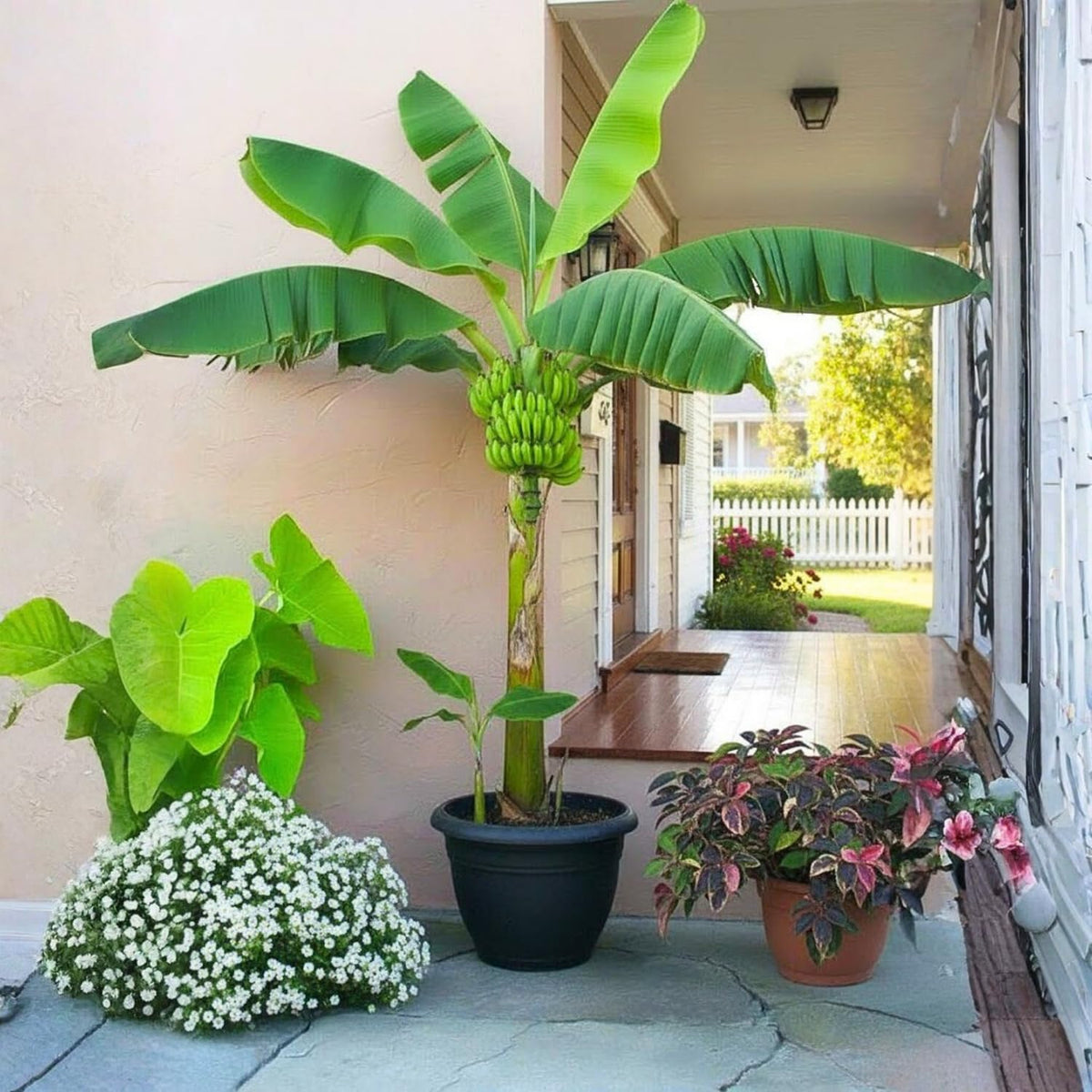 Cavendish Banana Tree Live Plant, Dwarf Banana Fruit Plant Well Rooted, 5 to 7 Inch Tall, No Pot