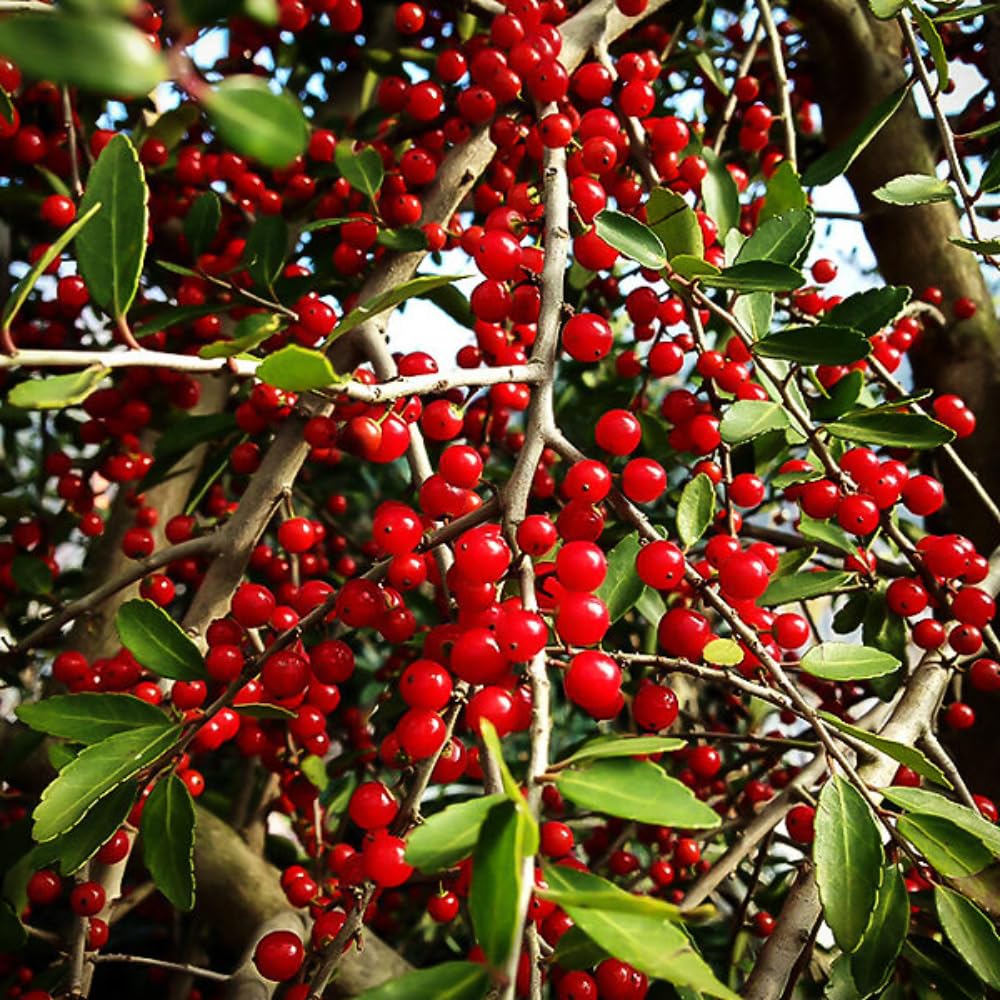 2 Weeping Yaupon Holly Trees Live Plants for Hedges and Borders, Well Rooted Plants 4-8” Tall