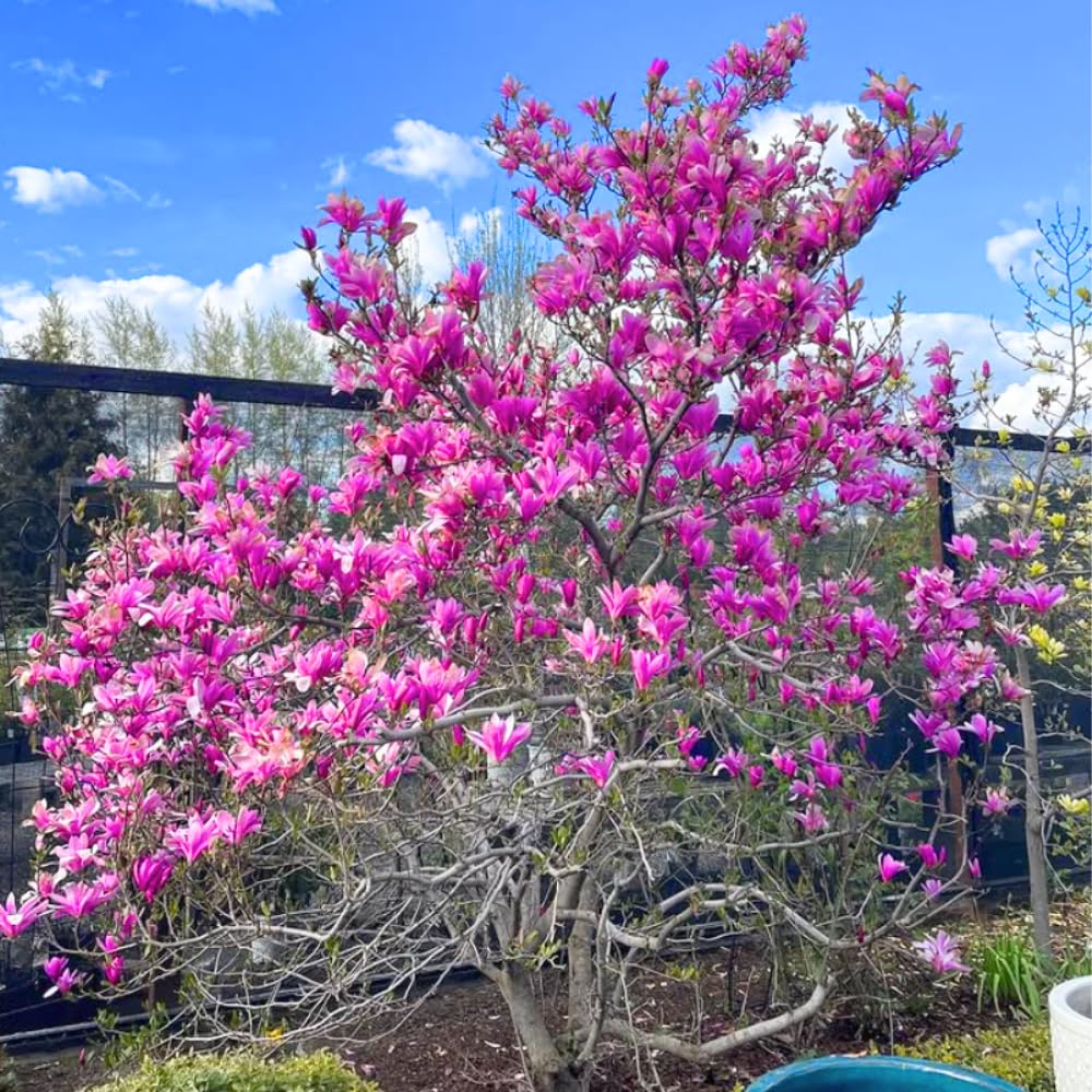 1 Year Old Ann Magnolia Tree in 2.5" Pot, Fragrant Pink Purple Flowers, Dormant in Winter, 6-12 Inch Magnolia Trees Live Plants, No Leaf