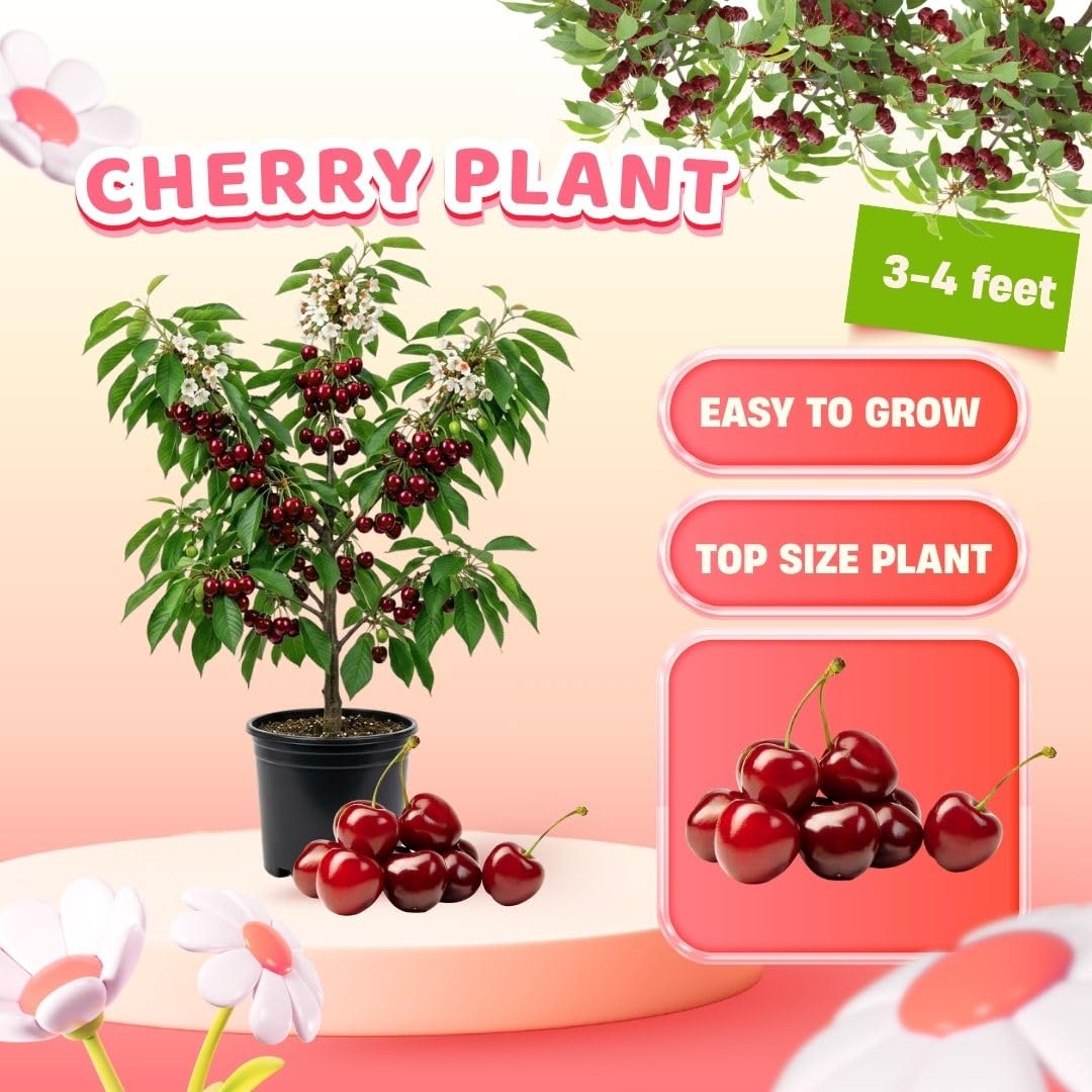 Velvety Red Cherry Trees Live Plants 3-4 Feet Tall, Sweet Cherry Fruit Plants Live 3 Gallon Pot, Hardy Fruit Trees for Planting, No Ship to CA