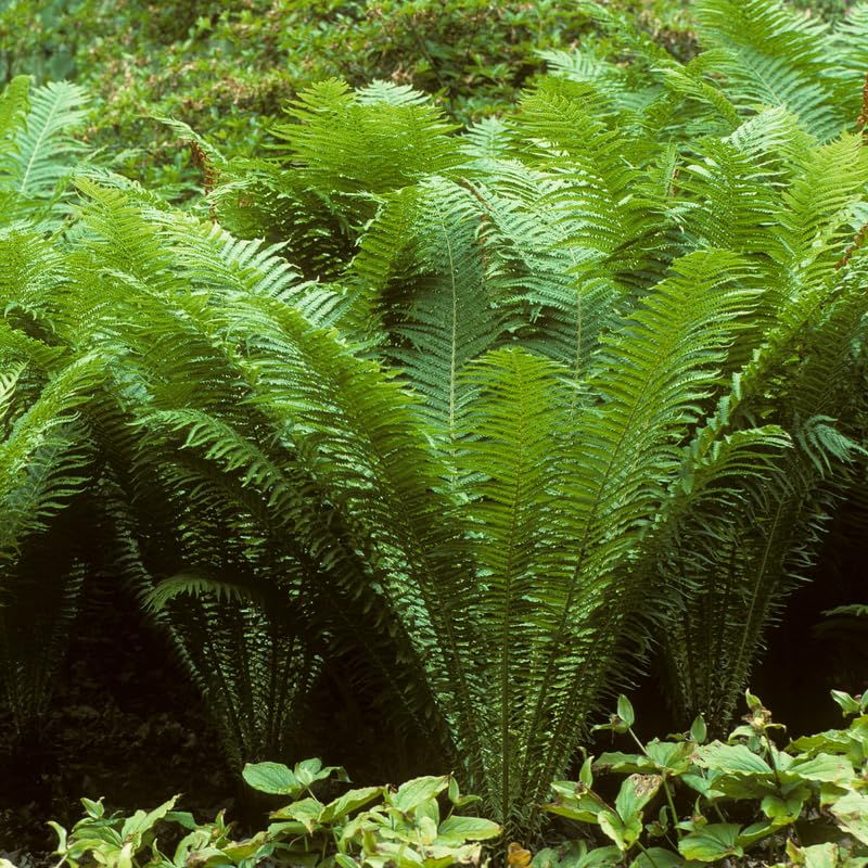 5 Ostrich Ferns Live Plants Rhizomes, Ferns Live Plants Outdoors Indoors, Pack 5 Bare Roots