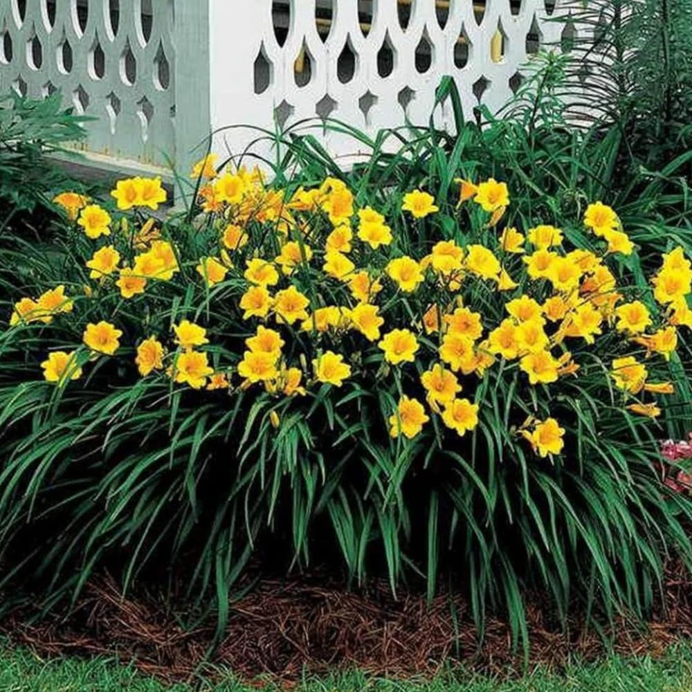 5 Yellow Daylily Bulbs for Planting, Reblooming Daylilies Bulbs, Perennial Flowers Bulbs