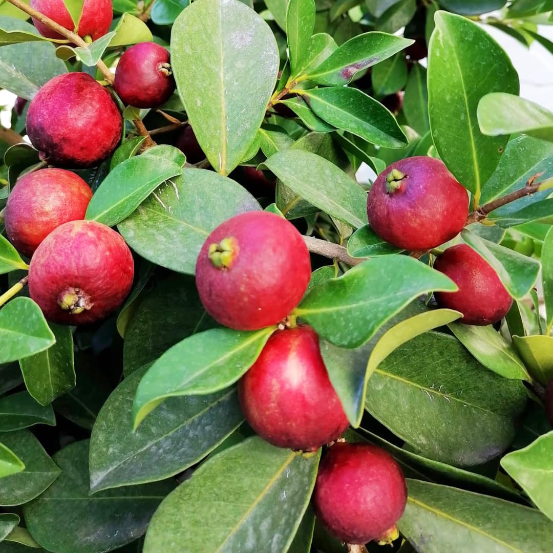 2 Strawberry Guava Trees Live Plants for Outdoor Planting, 4 to 6" Starter Plant, Fragrant and Sweet Guava