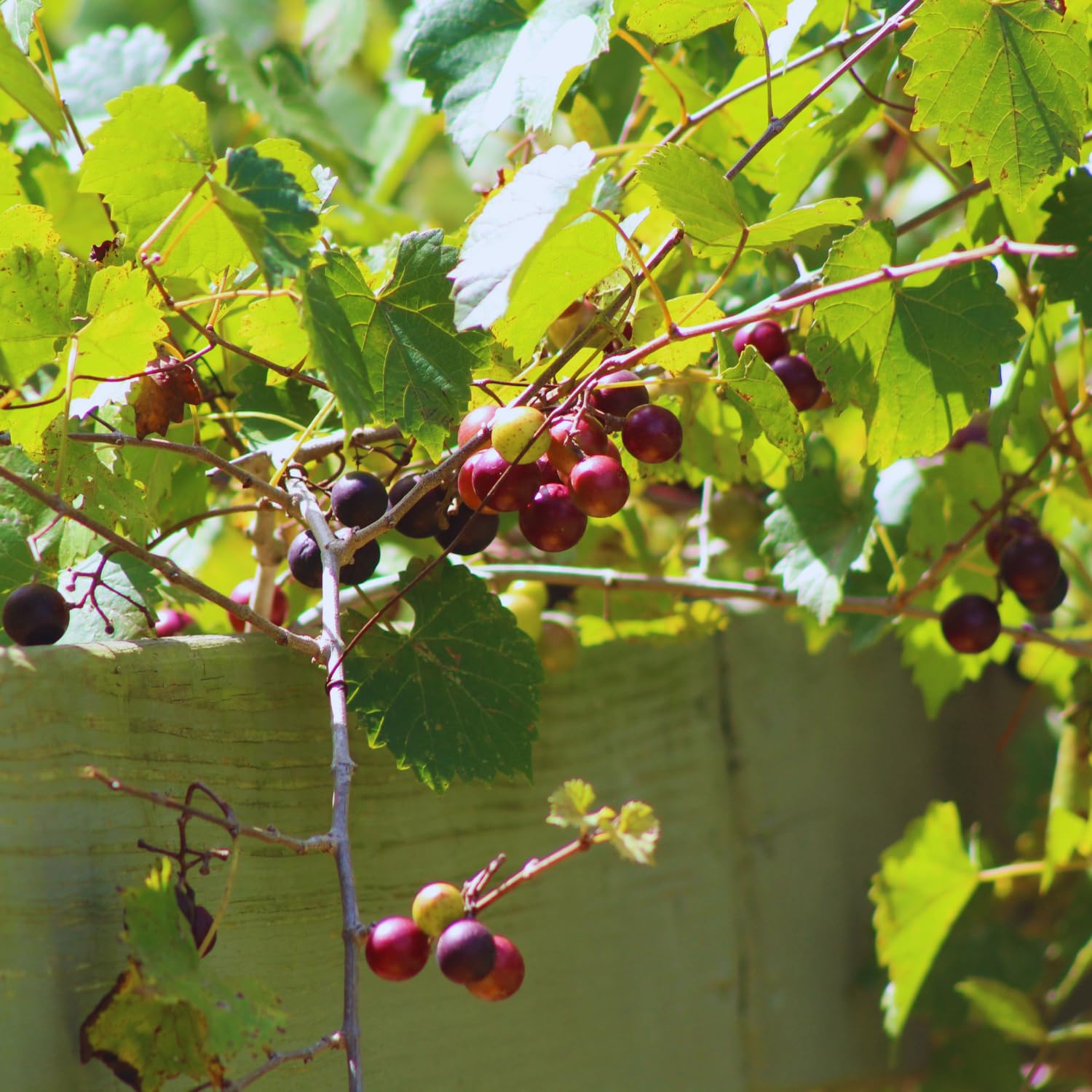 Grape Plant Live, Muscadine Grape Vine Live Plant Pot, 1 Gallon Pot, Hardy Fruit Vine Plants Gardening Outdoor, 20-24 Inc Tall, No Ship to CA
