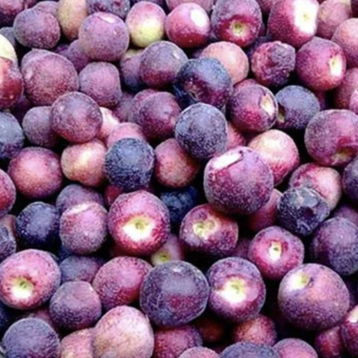 Sherbet Berry Live Tree, Fast-Growing Berry Fruit Plant, 5-9” Tall