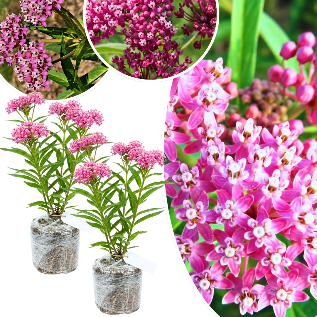 2 Butterfly Milkweed Plants Live, Tropical Milkweed Live Plants, Asclepias Tuberosa Plants, 4-9" Height for Outdoor Planting (Pink Milkweed)