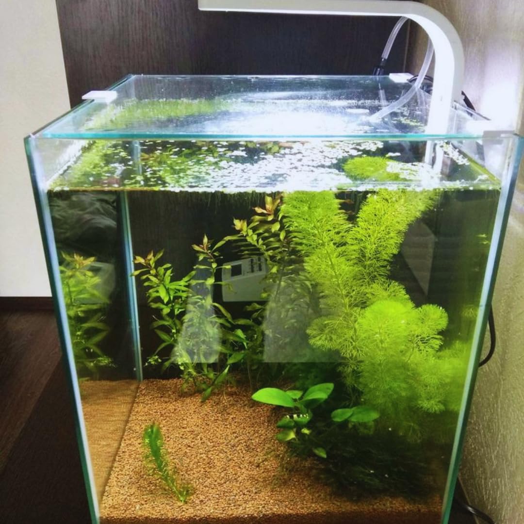 7 Stems Cabomba Aquarium Plants Live, Green Cabomba Live Aquarium Plant, Green Cabomba Plant, 4 to 7 Inches Tall, Aquatic Plant Live
