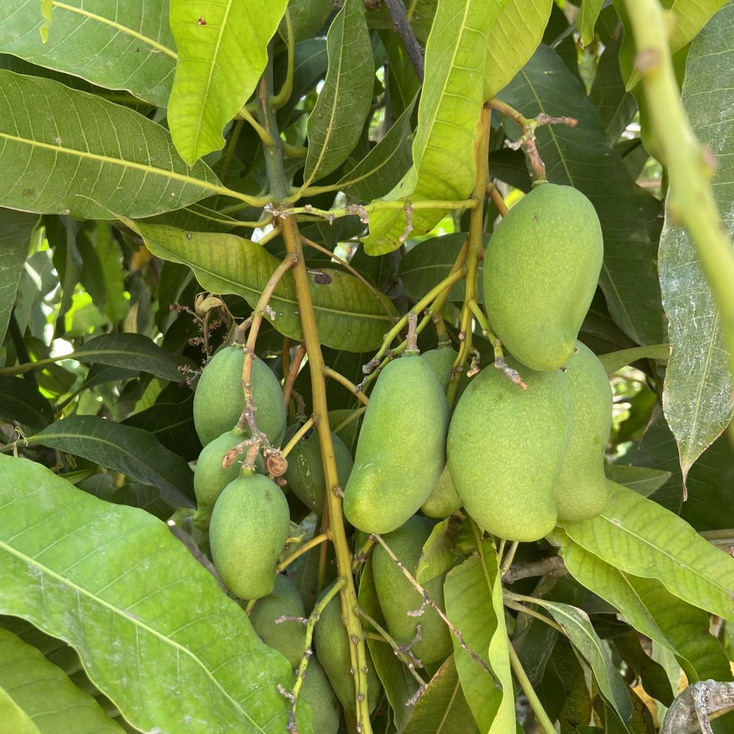 Green Mango Plant Live, Sweet Tropical Mango Live in 3 Gallon Pot, Mango Fruit Tree for Outdoor Planting, 3-4 Feet Tall, No Ship to CA