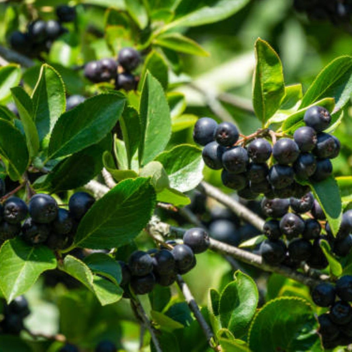 Black Chokeberry Plant Live 6-12 Inch Tall