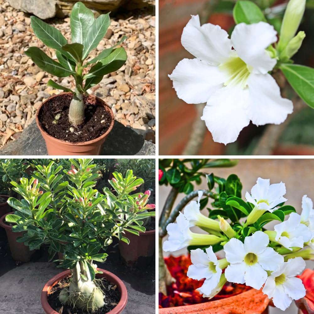 White Desert Rose Plant Live, Adenium Desert Rose Bushes Well Rooted, 4-7" Tall, Flowering Succulent Seedling
