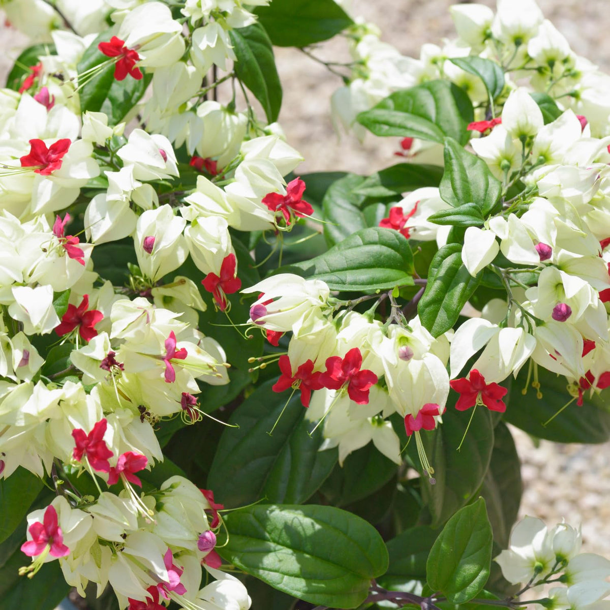4 White Bleeding Heart Vines Plants Live, Starter Size 4-6" in Tall, Indoor Outdoor Growing Clerodendrum Fragrant Tree