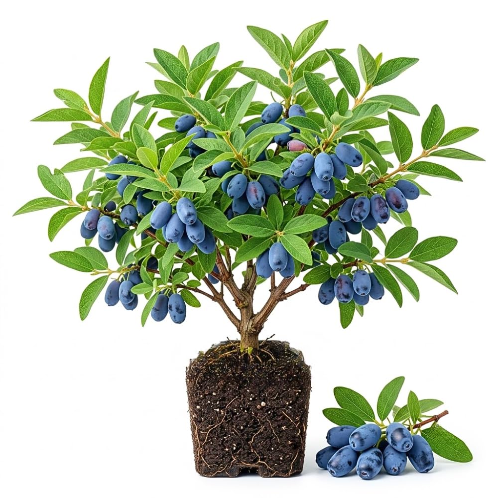 Deep Blue Honeyberry Plant Live, Haskap Berry Fruit Tree, 4-6 Inch Tall