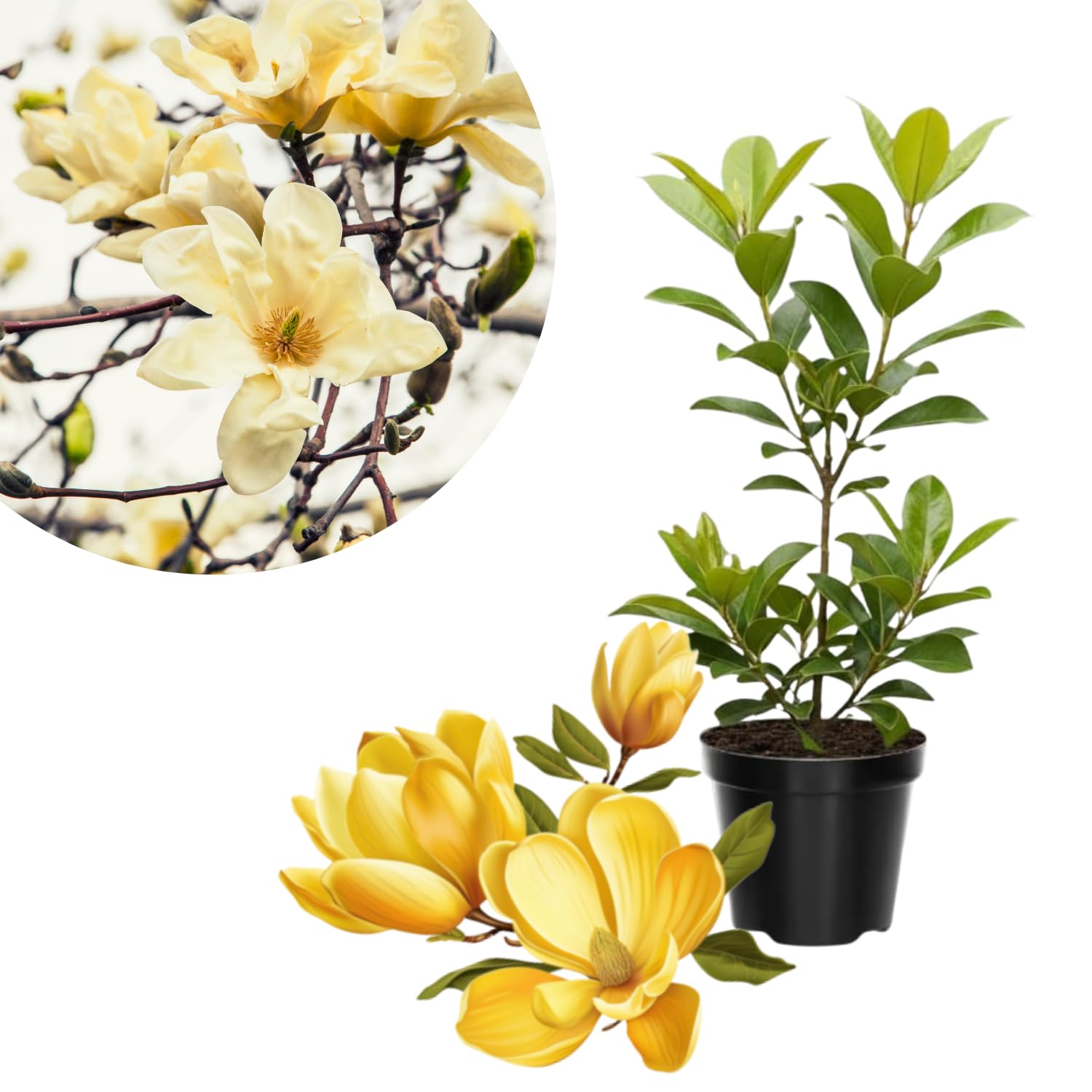 Yellow Magnolia Tree Live Plant in 4-8 Inches, Fragrant Spring Blooms, Hardy Perennial Magnolia Flowers Potted Ready to Grow, Winter Dormant