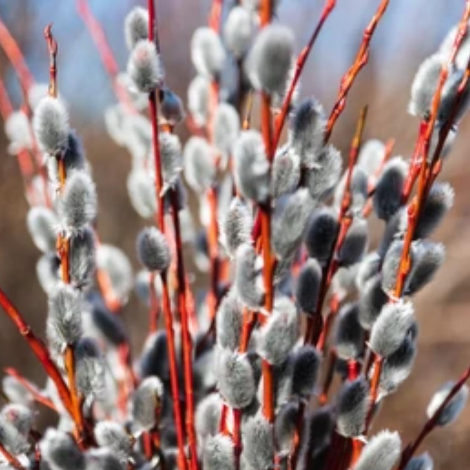 Pussy Willow Live Plant, 6-12 Inch Tall Shrub in 2.5 Inch Pot, Hardy Willow Tree for Spring Blooms and Garden Borders