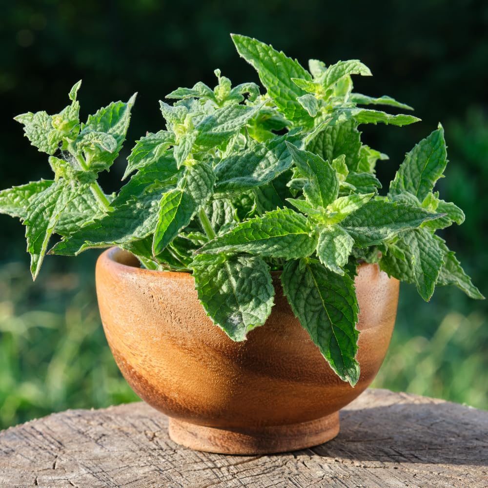 2 Lemon Balm Plants, Live Lemon Balm Herb Plant, Well Rooted Starter Plants 4-6 Inches