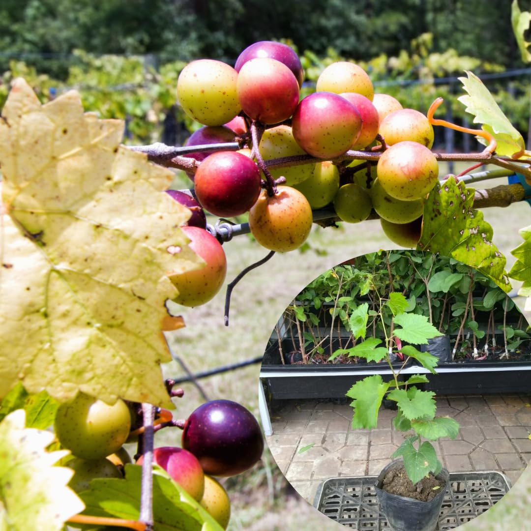 4 Seedless Muscadine Grape Plants Live, Grape Vines for Outdoor Planting, 4-6" Tall Hardy Fruit Plants for Outdoor Garden Vineyard