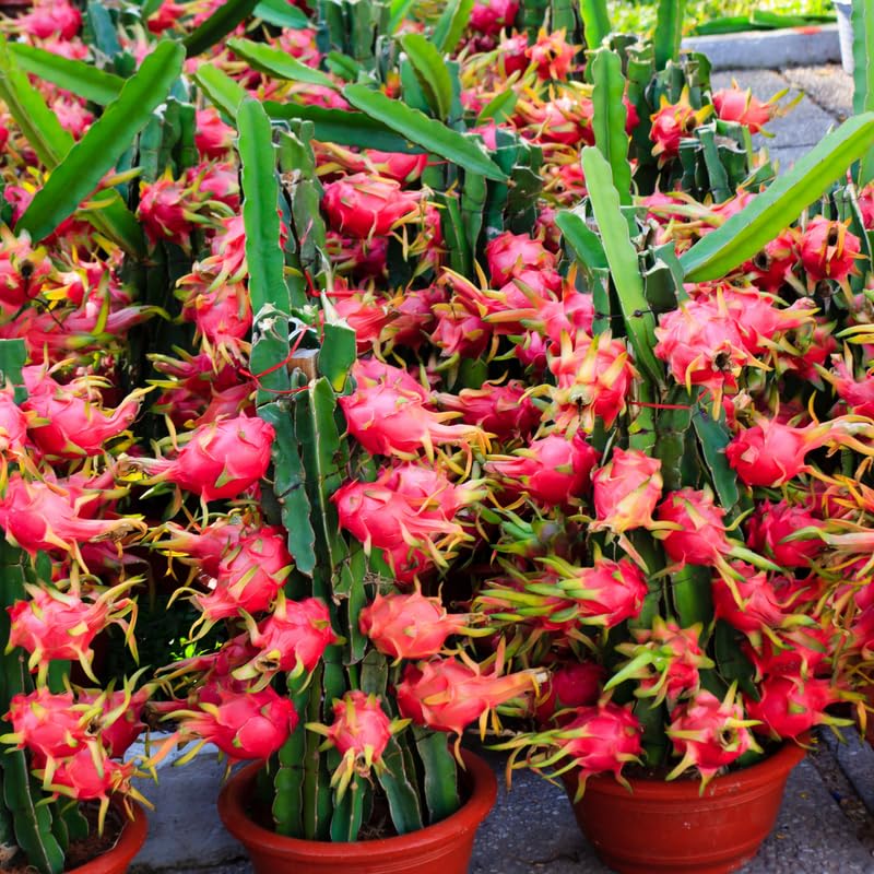 Set of 3 Random Dragon Fruit Plants Live, 4-7 Inches Tall, Tropical Dragonfruit Cactus Tree for Outdoor Spring Growing