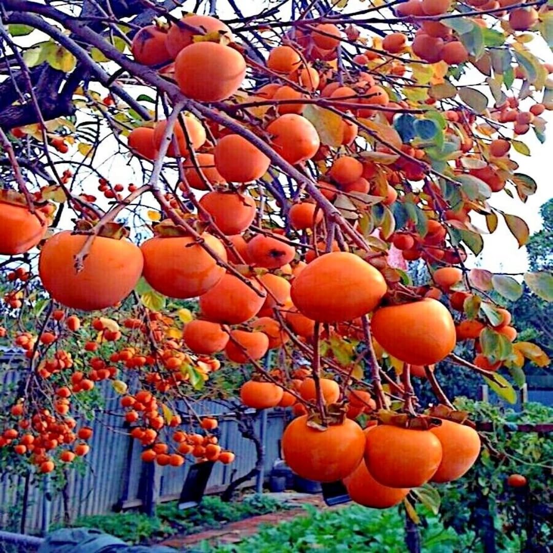 Potted Persimmon Tree Live Plant, 1 Year Old Seedlings, 6-12" in Tall, Cold Hardy, Sweet American Persimmon
