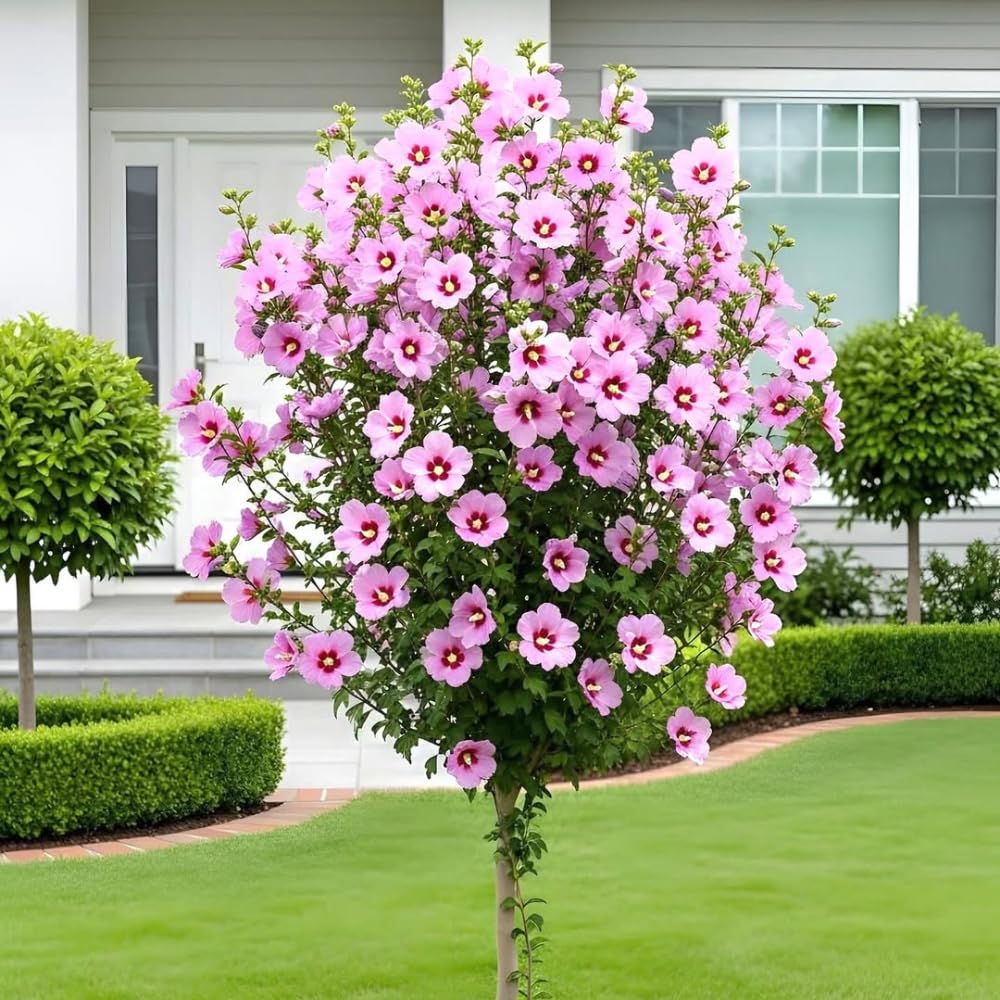 Pink Althea Rose of Sharon Plants Live Trees Seedlings, Quart Pot 6-12", Winter Hardy, Flowering Shrubs for Outdoor Planting, Multicolor on One Plant
