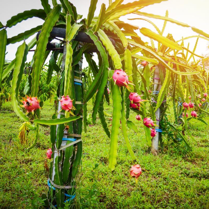 White Dragon Fruit Plant Live, 1 Gallon Potted Plant, Tropical Cactus Fruit Plant