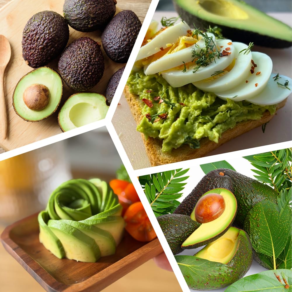 HASS Avocado Tree, Avocado Trees Live Plants, 2 Year Olds Avocado Tree, 3 Gallon Pot, 1-2 Feet Tall, Sweet Tropical Fruit for Planting, No Ship to CA