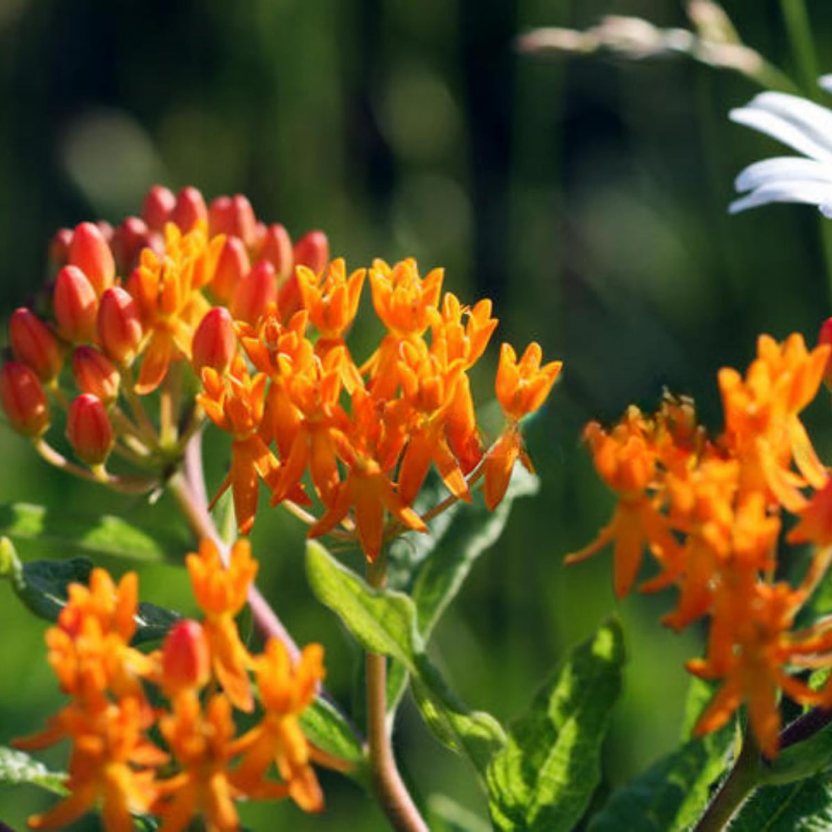 Milkweed Plants Live, 4 Orange Milkweed Live Plants, Asclepias Tuberosa Plants Flower Plant, 5 to 8 Inc Tall