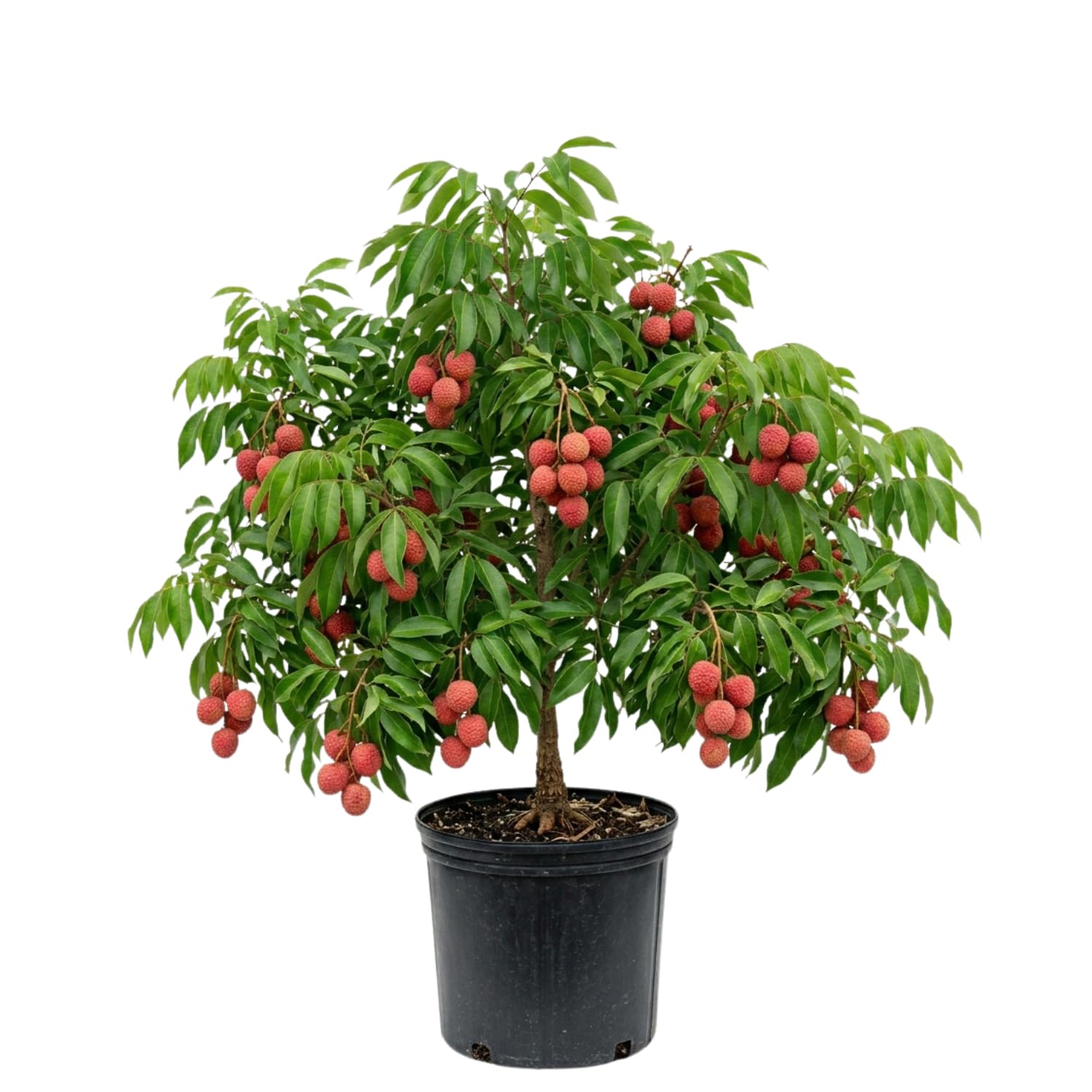 Sweet Lychee Live Plant, Tropical Lychee Fruit Tree for Planting, 3 Feet Tall in 3 Gallon Pot, No Ship to CA