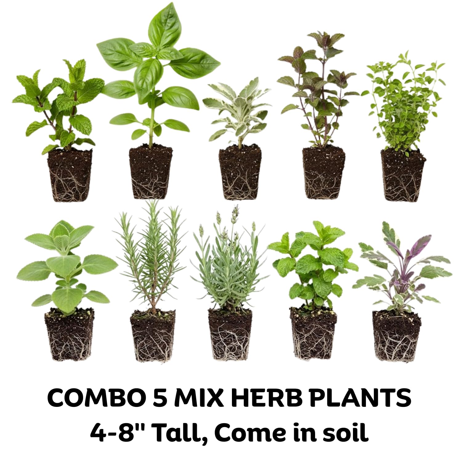 5 Assorted Herb Live Plants, Combo Herb Starter Plants, 4-8" Tall Mix Rosemary, Lemon Balm, Basil, Oregano and More Fragrant Herbs Varieties for Garden, Patio and Kitchen Growing, No Pot