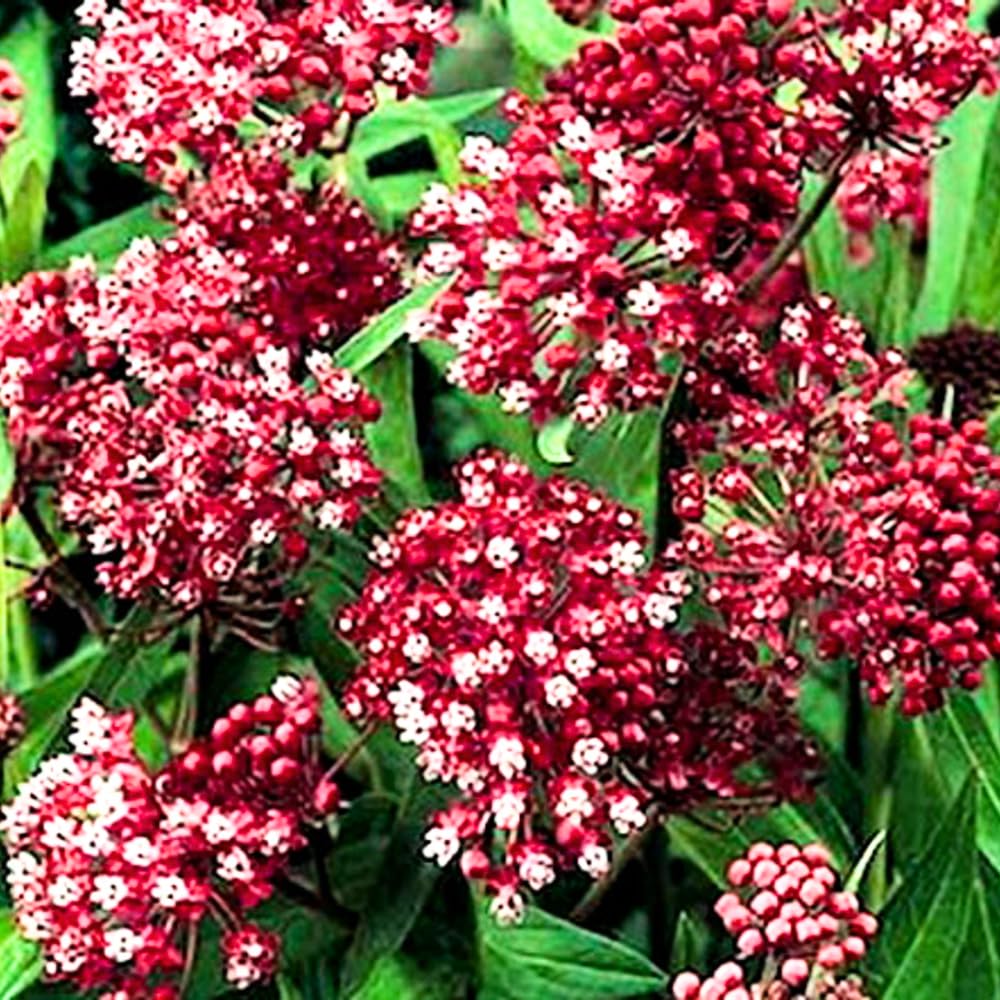 Pack 4 Butterfly Milkweed Plants Live, Milkweed Live Plants, 5-8" Height Asclepias Tuberosa Perennial Flowers Home Garden (Deep Red Milkweed)