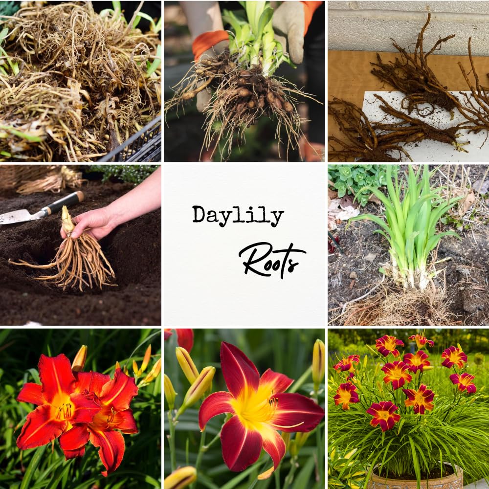 3 Red Daylily Bulbs for Planting, Reblooming Daylilies Bulbs, Perennial Flowers Bulbs