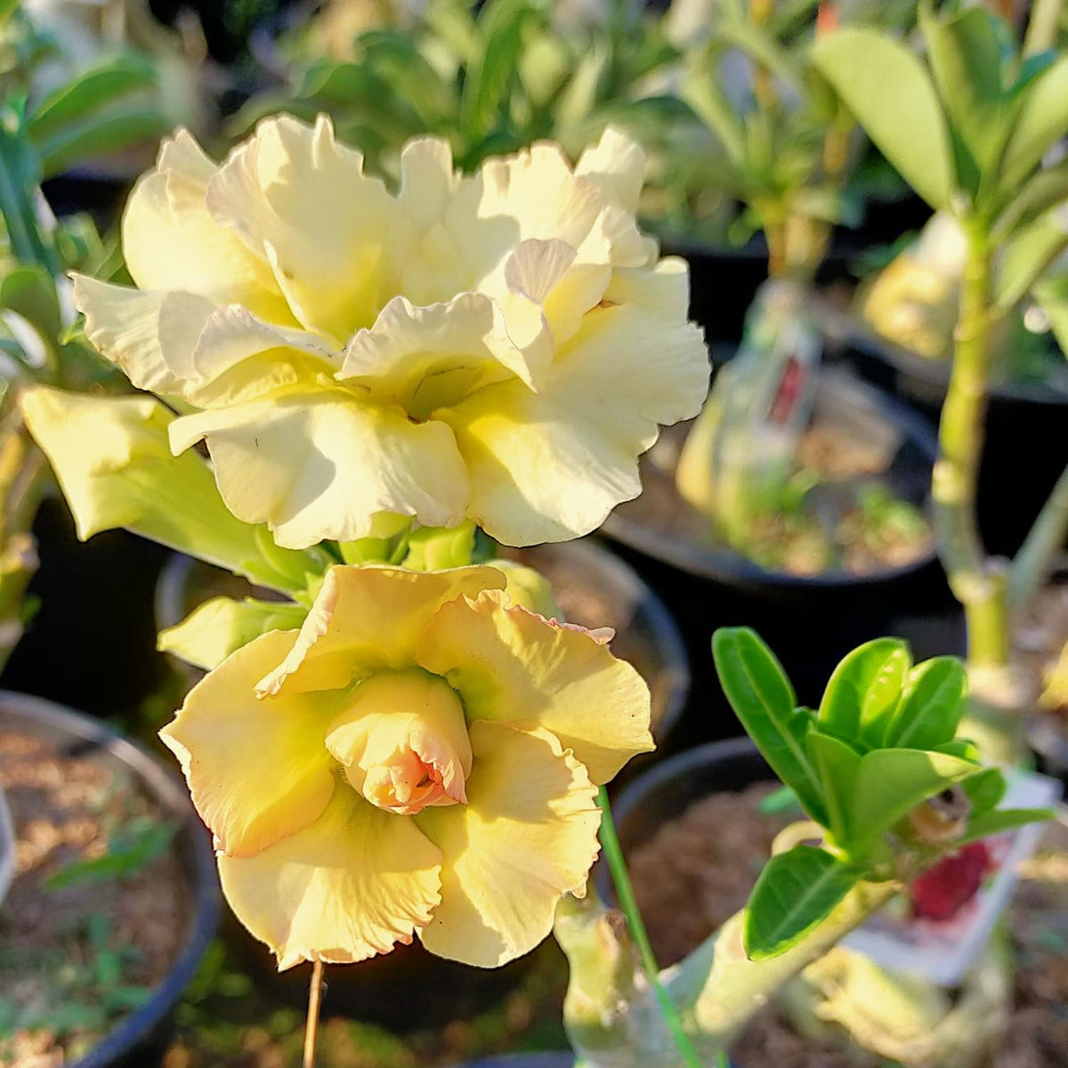 Set of 3 Mixed Desert Rose Plants Live, 4-8" Tall, Adenium Obesum Succulent Live Plants to Grow Indoor Outdoor