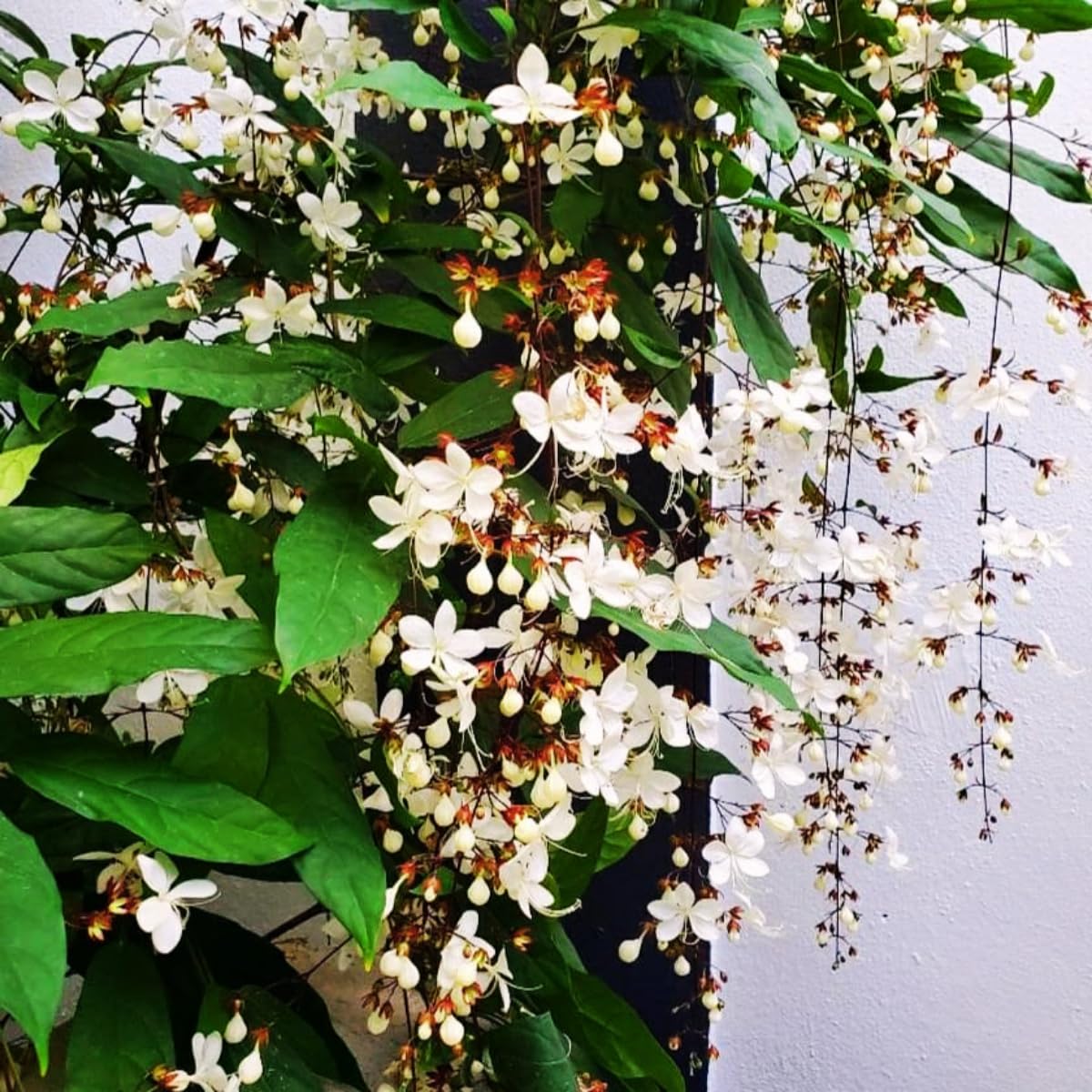 Clerodendrum Smithianum Plant, 1-2 Ft Tall, 3 Gallon Pot Fragrant Light Bulb Chain of Glory Flowers Vine Bush, Clerodendrum Plants, Well Rooted for Planting Outdoor