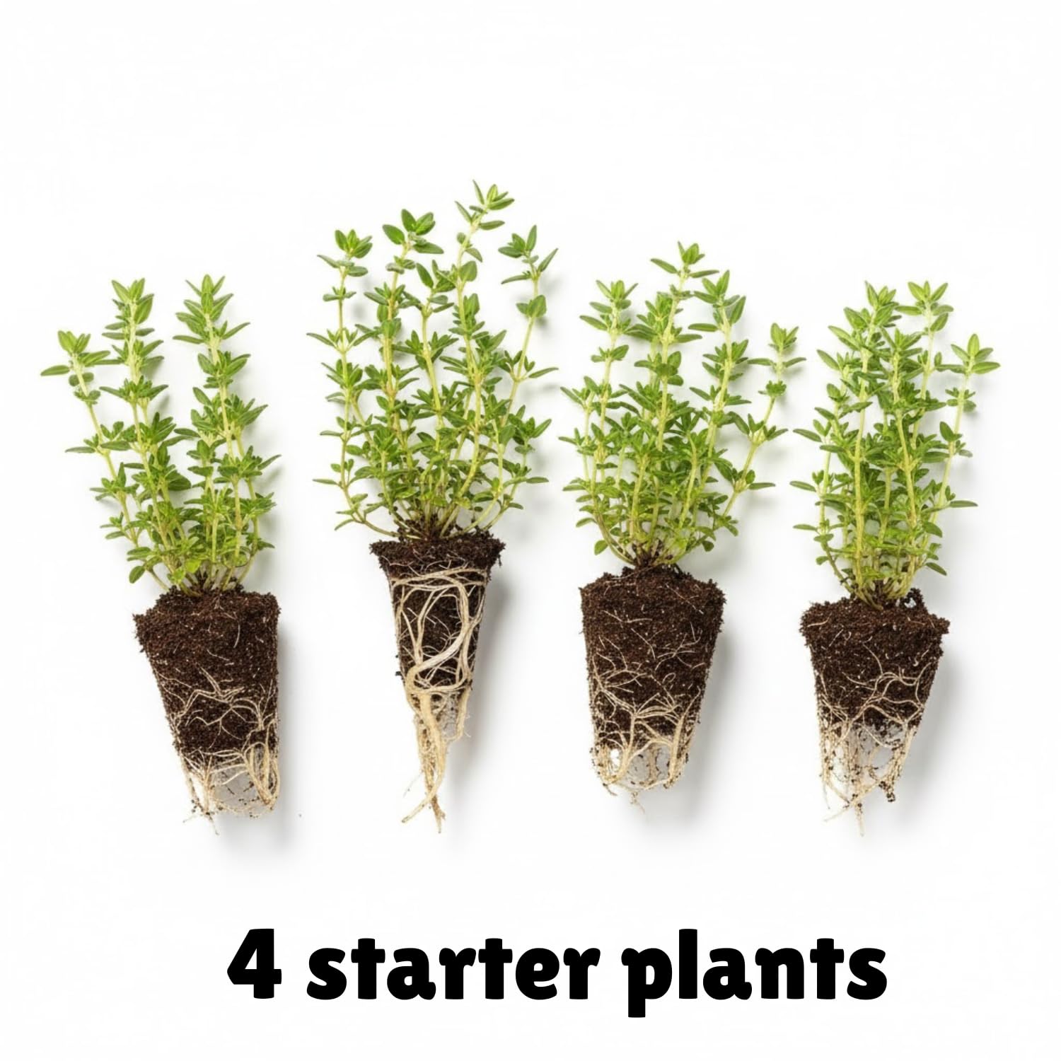 4 Lemon Thyme Live Plants, 4-6" Tall Lemon Thyme Plants, Well-Rooted Starter Plants, Fragrant Culinary Herb for Kitchen, Patio and Garden