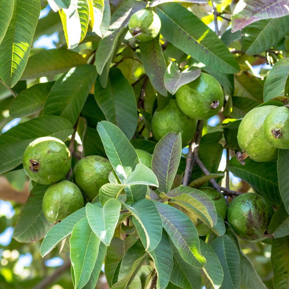 White Guava Tree Live Plant 3 Gallon, Guava Plant 2-3 Feet Tall, Guajava Tropical Fruit Tree for Outdoor Growing, No Ship to CA