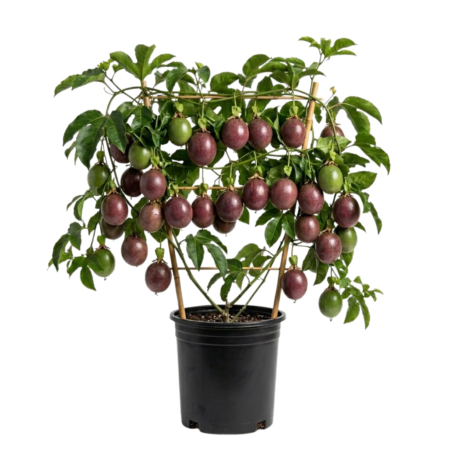 Purple Passionfruit Plant, Passion Fruit Tree Live 1-2 Feet Tall, Edible Passion Fruit Vine Plant in Gallon Pot, No Ship to CA