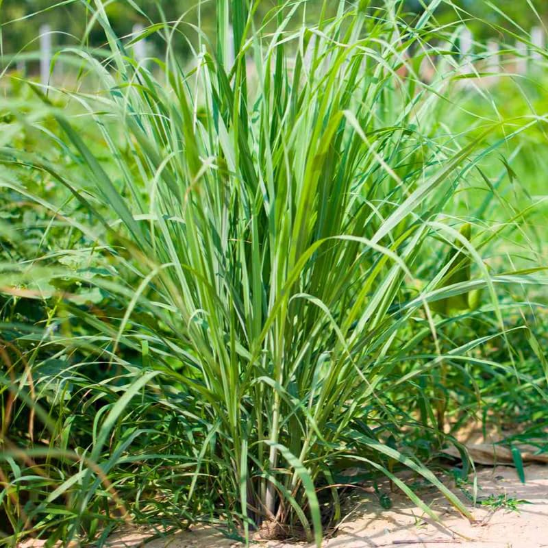 8 Live Lemongrass Stalks 5-9” Tall, Hardy Culinary Herb Plants for Outdoor Growing, Fragrant Lemongrass Plants Live