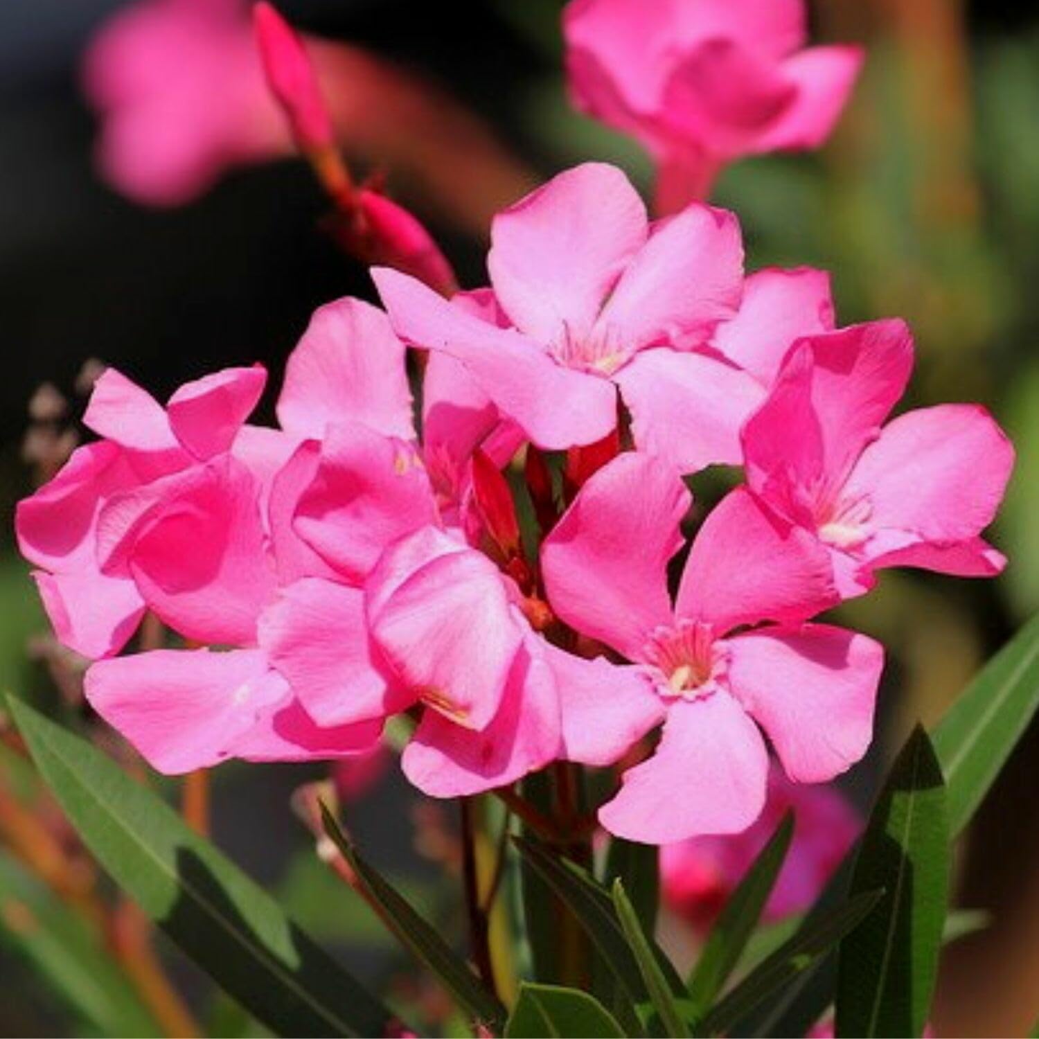 3 Oleander Plants Live, Pink Flower Plants, Live Oleander Plant, 5 to 8 Inches Tall