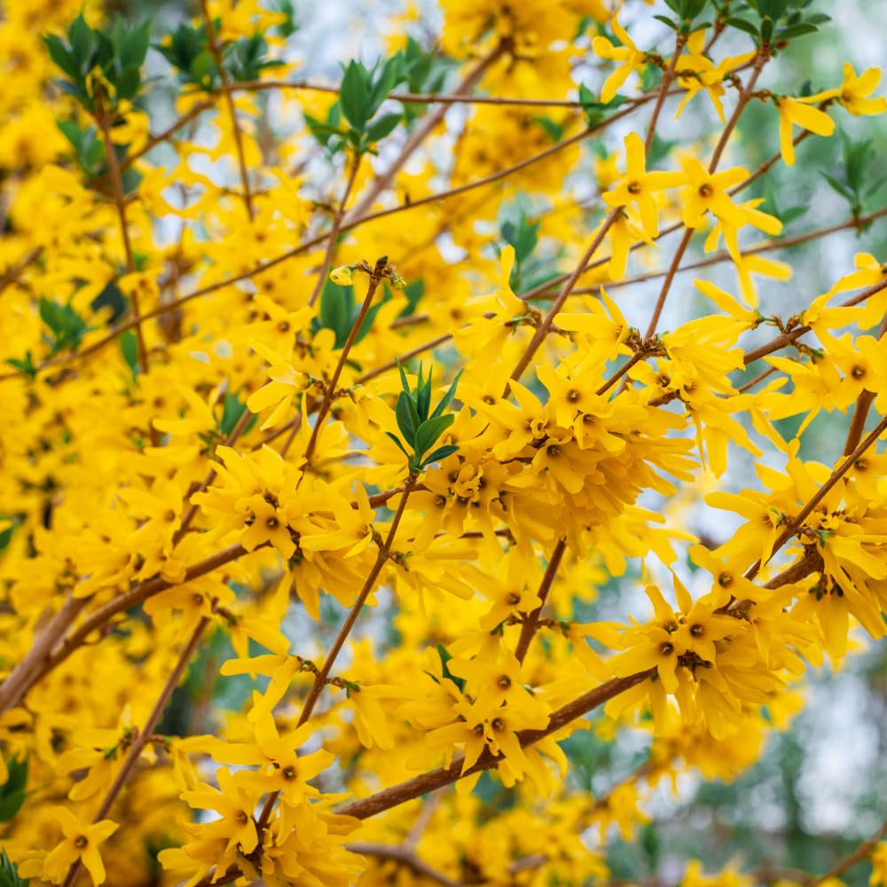 Set 2 Forsythia Bare Roots 6-12'' Tall, Lynwood Forsythia Tree Live Plant, 1 Year Old Seedlings for Growing Outdoor