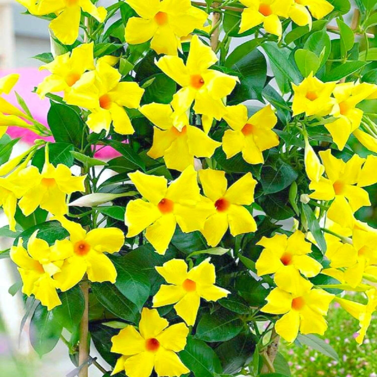 2 Mandevilla Plants Live, 4 to 6 Inc Tall, Yellow Mandevilla Vine Plant Mandevilla Flowers