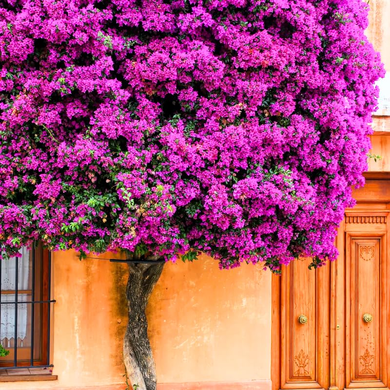3 Bougainvillea Plants Live, 4-8” Tall Flowering Bougainvillea Vines, Tropical Climbing Plants for Garden or Containers, No Pot
