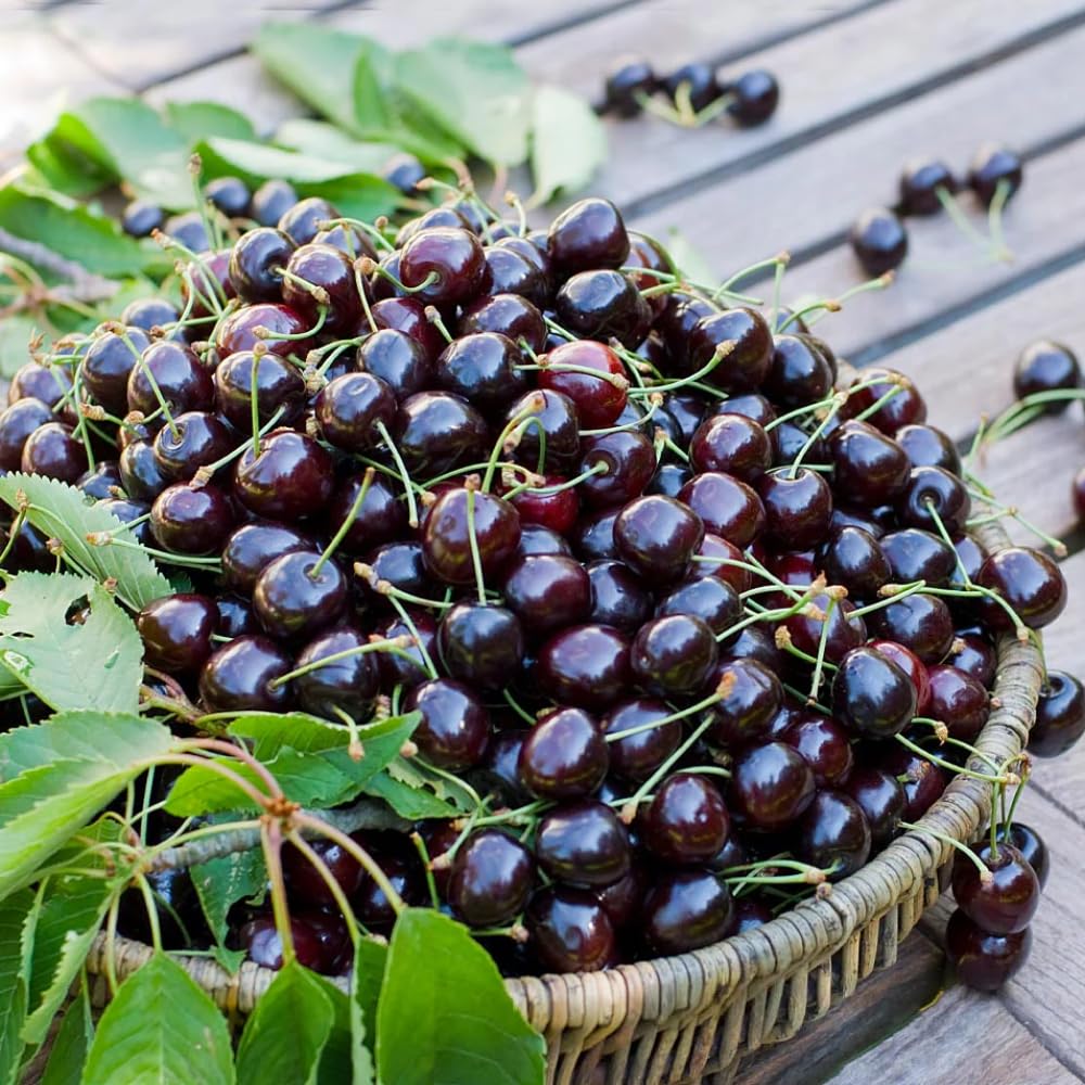 2 Sweet Cherry Trees Live Plants, 1-1.5 Feet Tall, Dark Black Cherry Fruit Tree for Home Orchard and Outdoor Planting, Bareroot Dormant