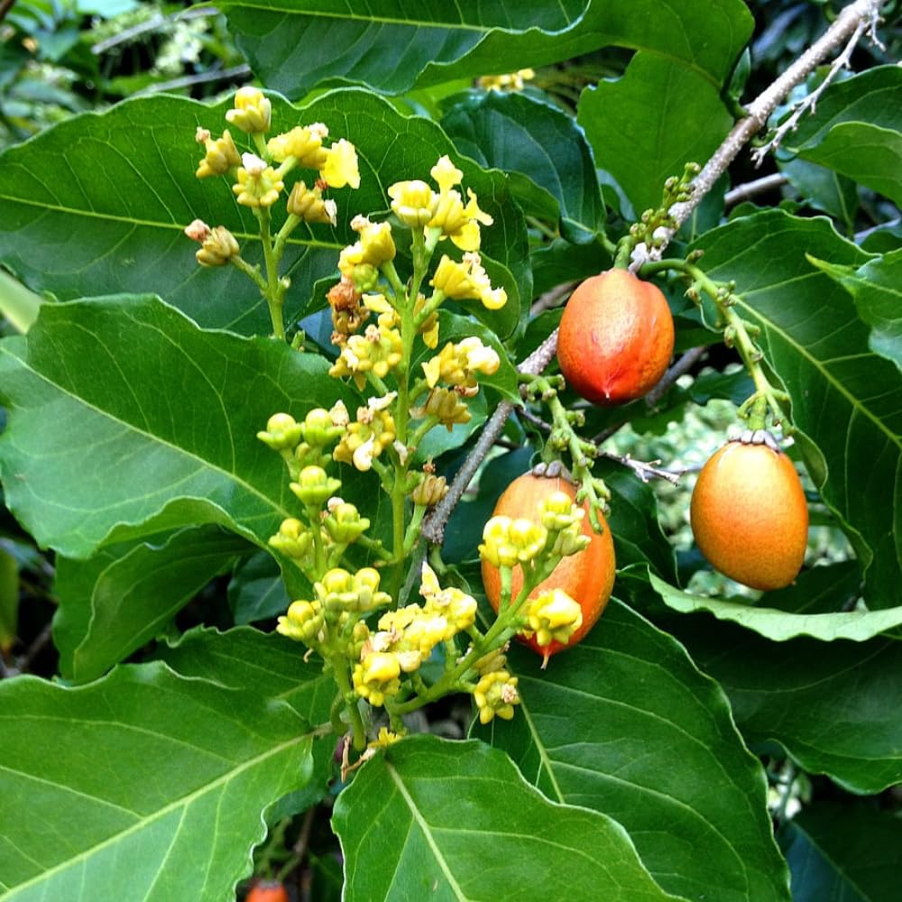 Peanut Butter Tree Live Plant from 4 to 6 Inch Tall, Peanut Seedling for Garden and Containers
