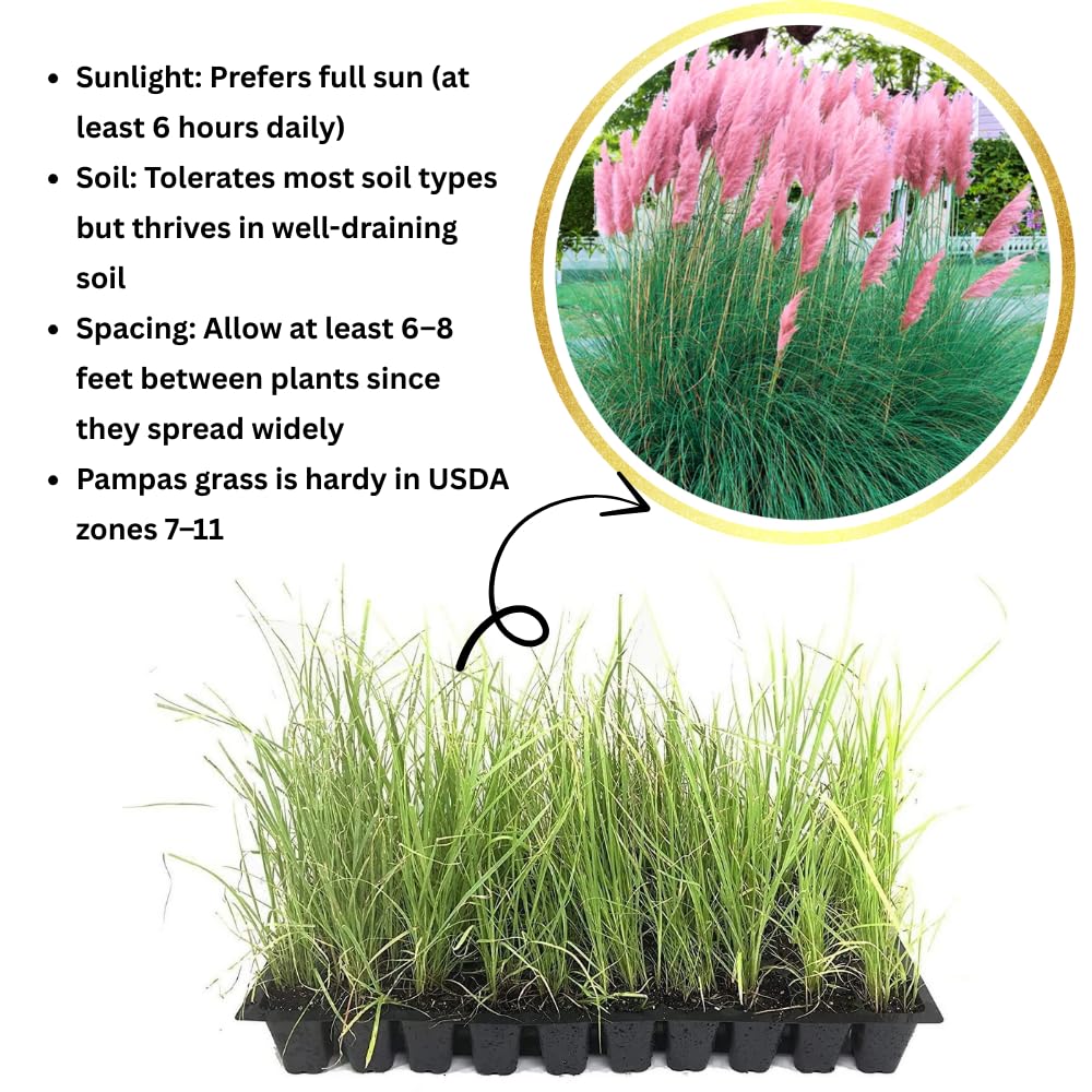 Pack 3 Pink Pampas Grass Plants Live Clumps, 5-9 Inch Tall, Ornamental Grasses Live Plants Perennial