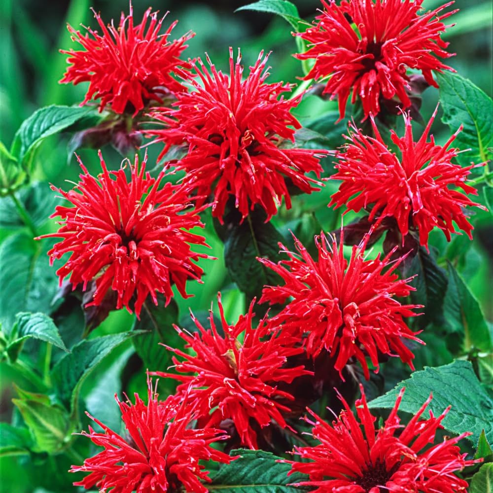 Set 3 Red Bee Balm Plants Live, Perennial Flower Garden Plugs 2-5" Tall, Bee Balm Well Rooted