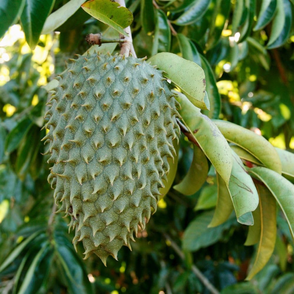 Soursop Tree Live Plant for Planting in Garden, 3 Gallon Pot, Tropical Guanabana Tree 2-3ft Tall, Grafted High Yield Tropical Tree, No Ship to CA