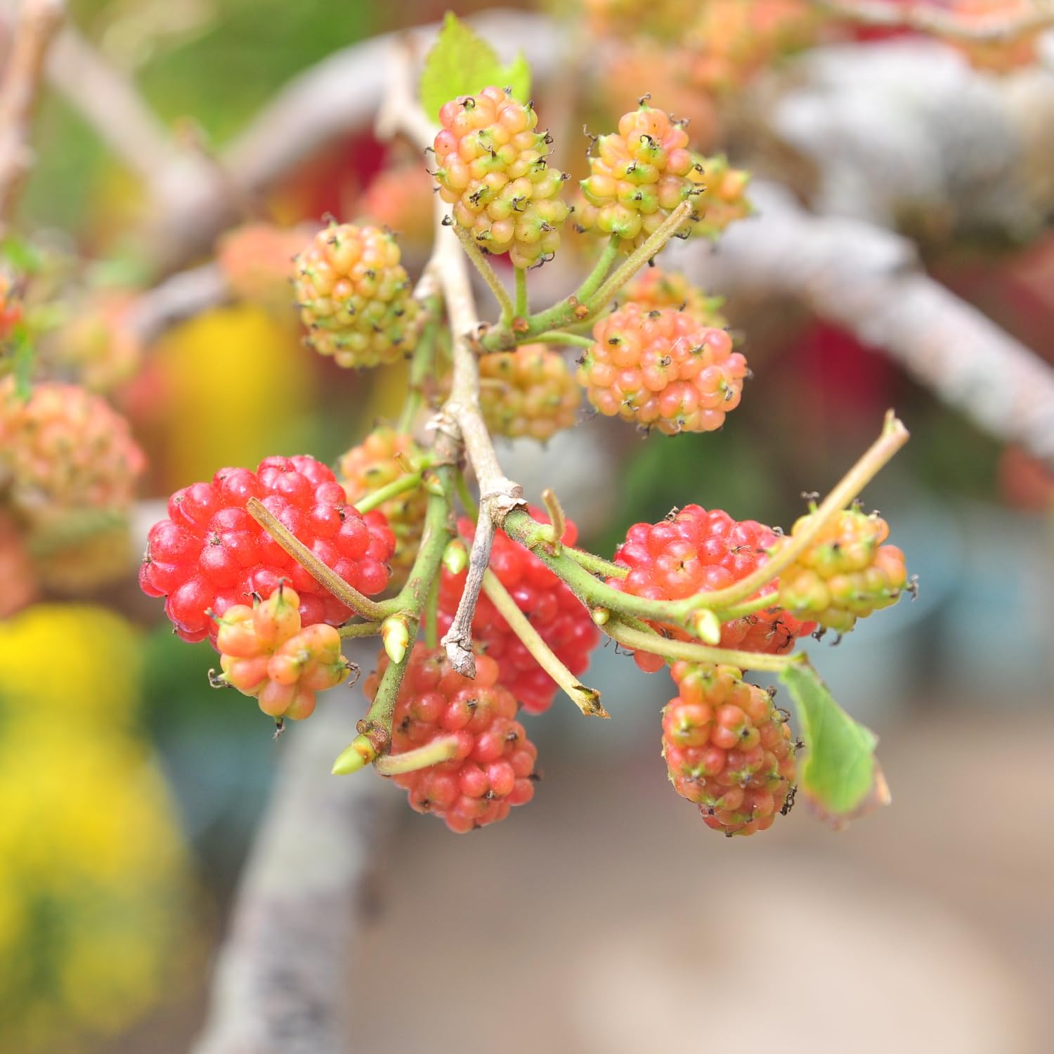 Red Mulberry Trees 6-8 Inches Tall Starter Plants - Edible Mulberries Fruit to Grow Outdoor - Sweet Mulberry Plants Live for Planting